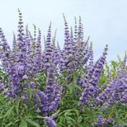 Agnocasto: proprietà uso e controindicazioni