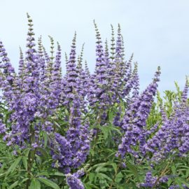 Agnocasto: proprietà uso e controindicazioni