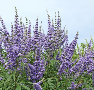 Agnocasto: proprietà uso e controindicazioni