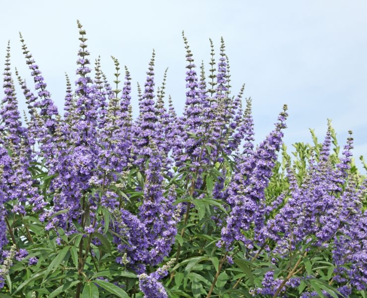 Agnocasto: proprietà uso e controindicazioni