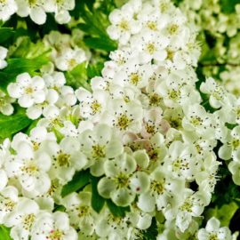 Biancospino: proprietà e benefici