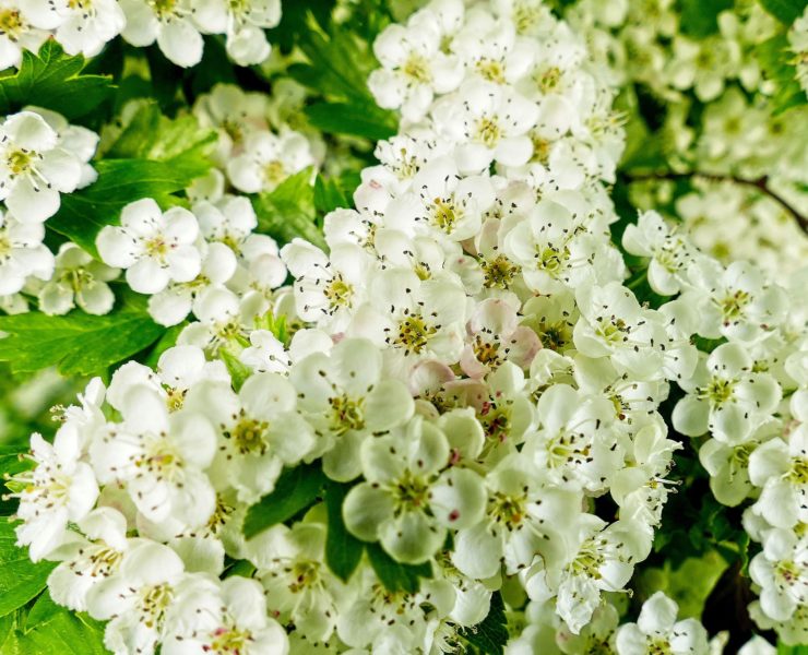 Biancospino: proprietà e benefici