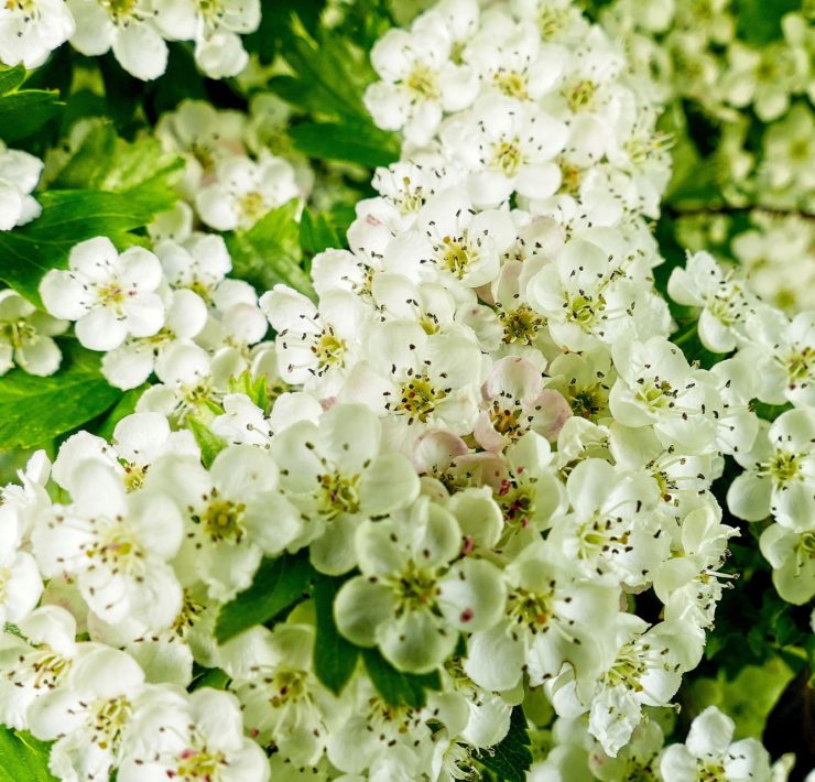 Biancospino: proprietà e benefici