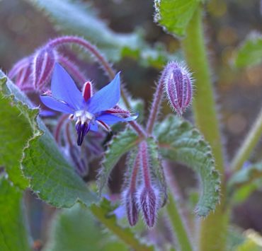 Borragine: proprietà e benessere donna