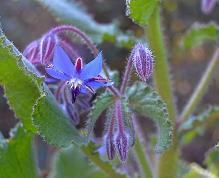 Borragine: proprietà e benessere donna