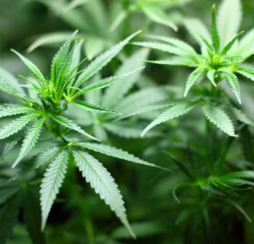 Canapa: proprietà terapeutiche e possibili utilizzi