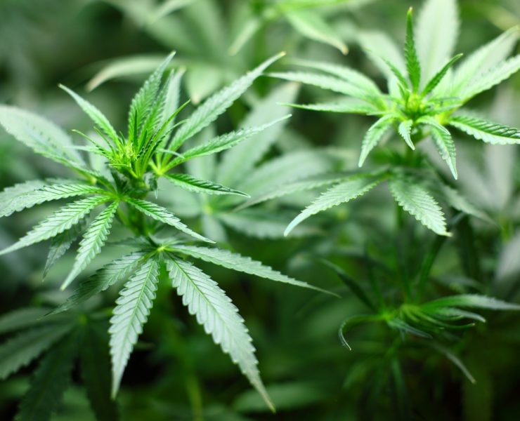 Canapa: proprietà terapeutiche e possibili utilizzi