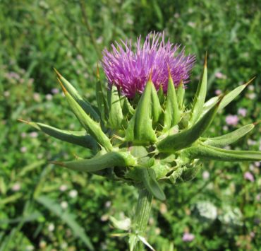 Silimarina: proprietà e detossificazione epatica