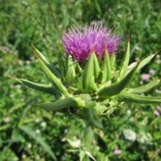 Cardo mariano: proprietà, uso e controindicazioni