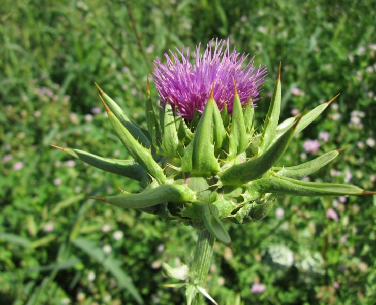 Cardo mariano: proprietà, uso e controindicazioni