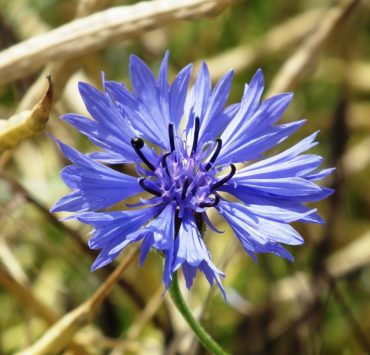 Fiordaliso: proprietà e benessere occhi