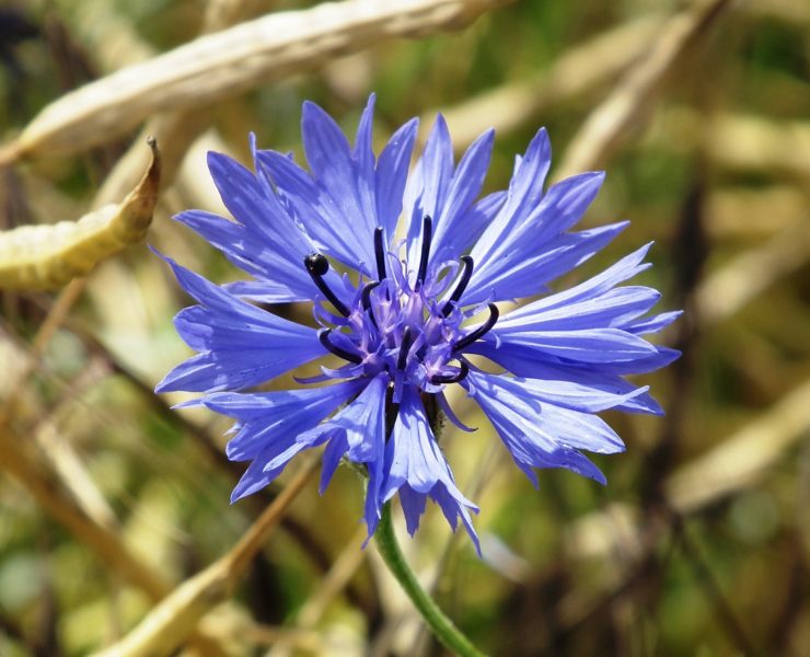 Fiordaliso: proprietà e benessere occhi