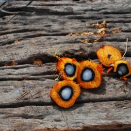 Olio di palma, quali rischi per la salute