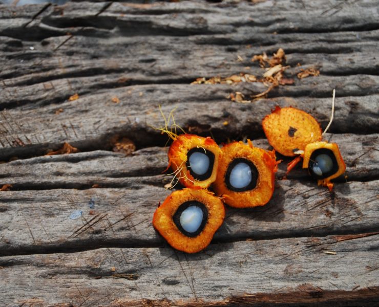 Olio di palma, quali rischi per la salute