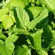 Ortica: proprietà, uso e controindicazioni