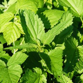 Ortica: proprietà, uso e controindicazioni