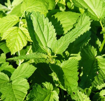 Ortica: proprietà, uso e controindicazioni