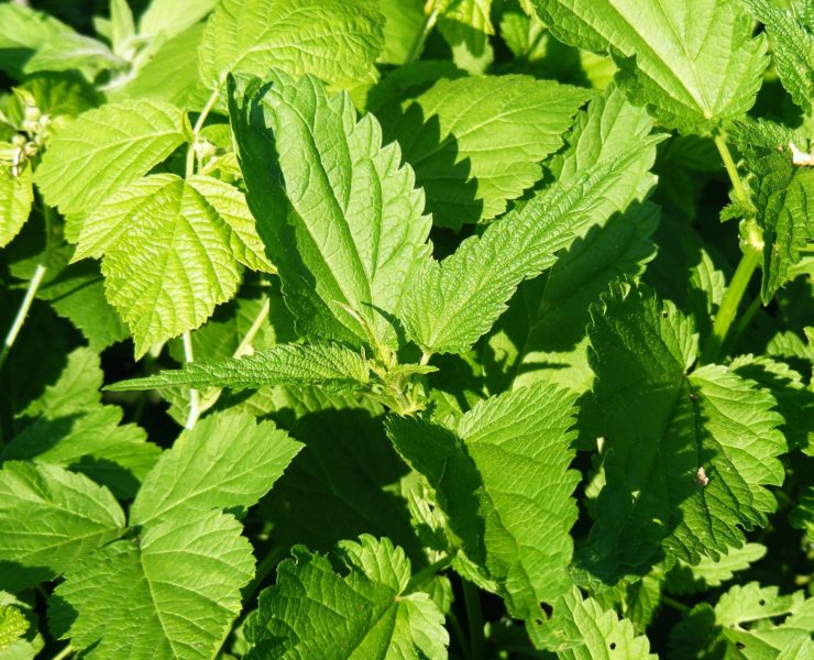 Ortica: proprietà, uso e controindicazioni