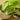 Salvia: proprietà, uso e controindicazioni