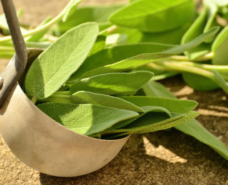 Salvia: proprietà, uso e controindicazioni