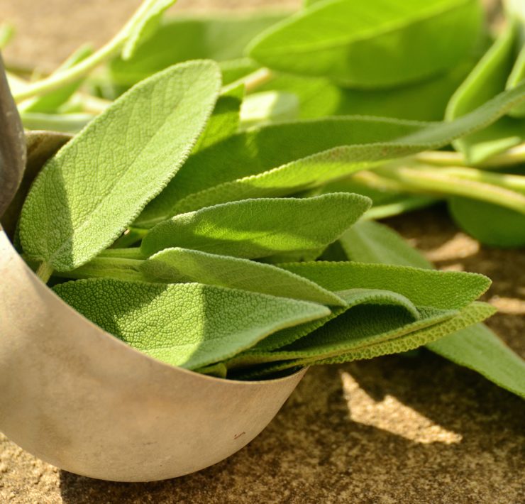 Salvia: proprietà, uso e controindicazioni