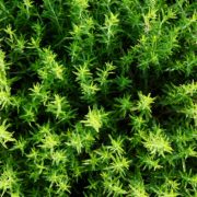 Timo olio essenziale proprietà