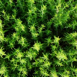 Timo olio essenziale proprietà