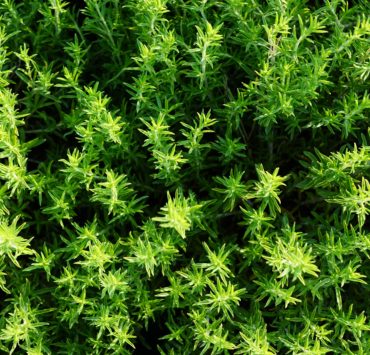 Timo olio essenziale proprietà