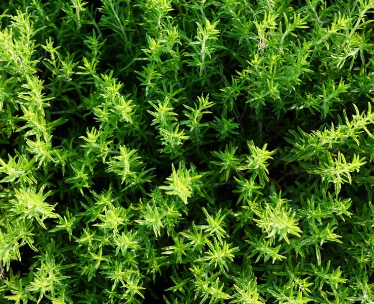 Timo olio essenziale proprietà