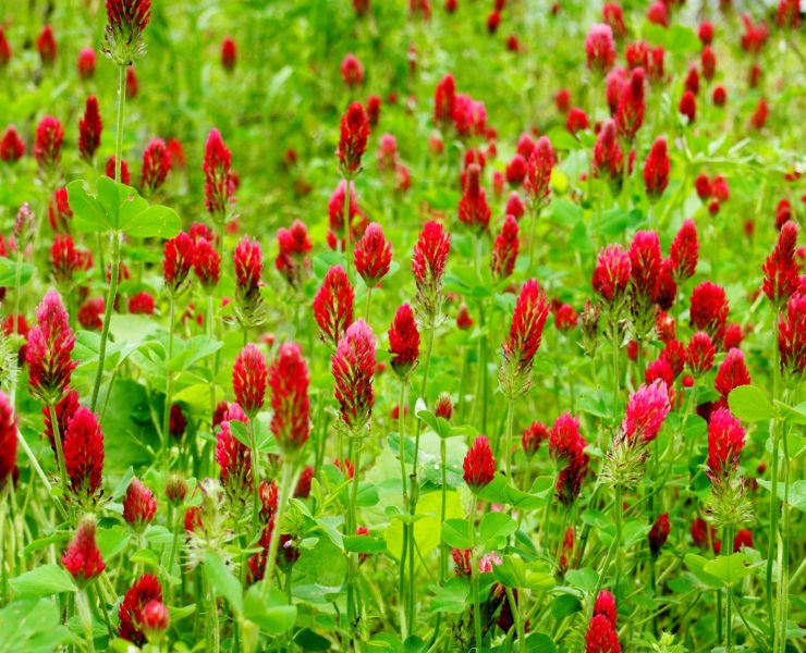 Trifoglio rosso, funzione e benefici in menopausa