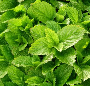 Melissa, stress e insonnia