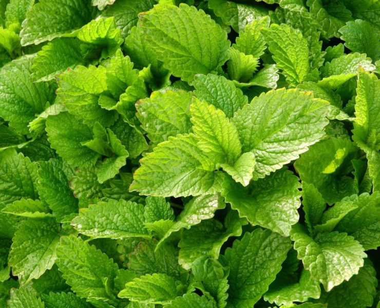 Melissa, stress e insonnia