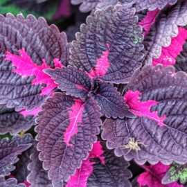 Perilla frutescens: la pianta aromatica contro le allergie