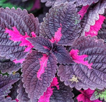 Perilla frutescens: la pianta aromatica contro le allergie