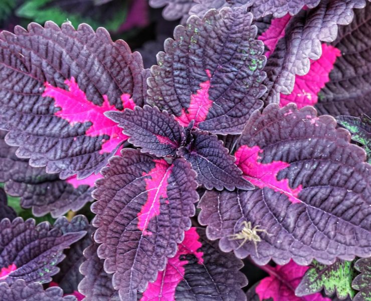 Perilla frutescens: la pianta aromatica contro le allergie