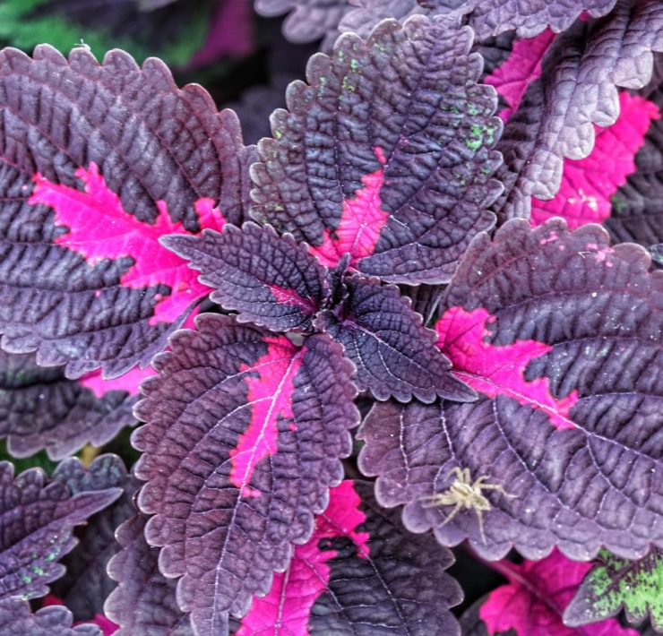 Perilla frutescens: la pianta aromatica contro le allergie