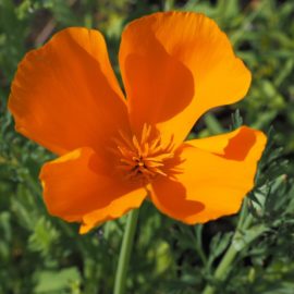 L’escolzia: il papavero dorato contro l’insonnia