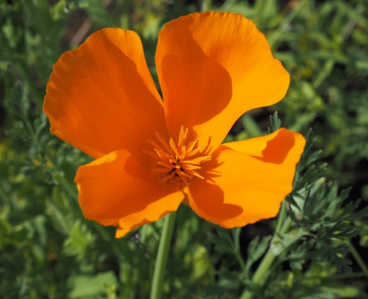 L’escolzia: il papavero dorato contro l’insonnia