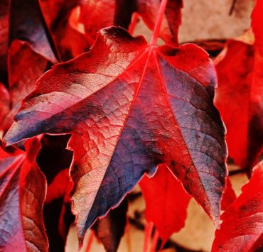 Vite rossa: proprietà, uso e controindicazioni