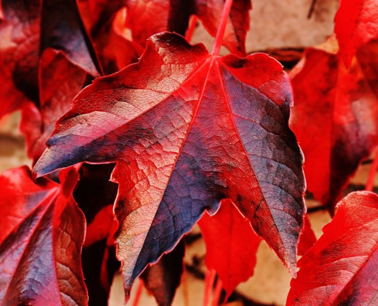 Vite rossa: proprietà, uso e controindicazioni