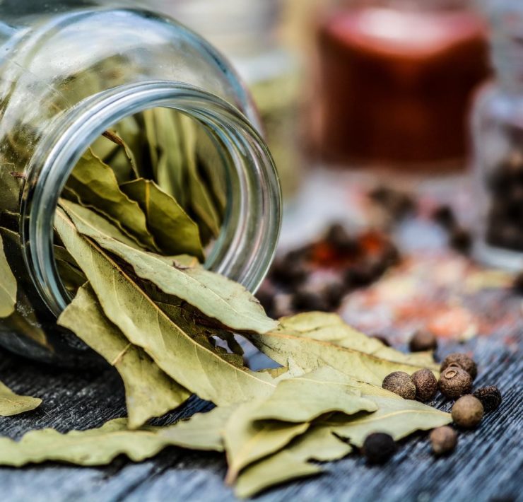 Alloro: proprietà, uso e controindicazioni