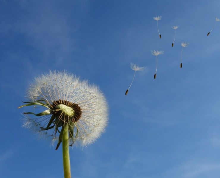 Dente di Leone: Proprietà, Usi e Benefici