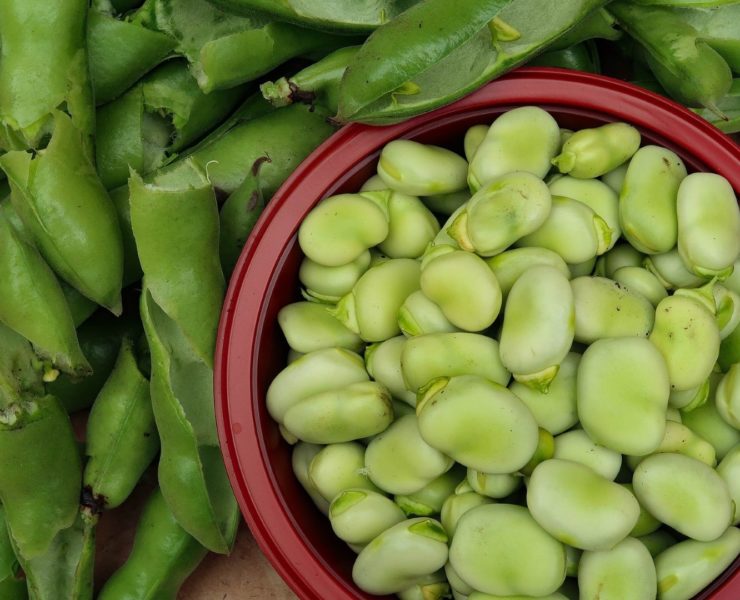 Fave: proprietà benefiche e controindicazioni