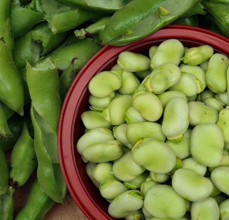 Fave: proprietà benefiche e controindicazioni