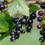 Ribes Nero: proprietà, benefici e controindicazioni