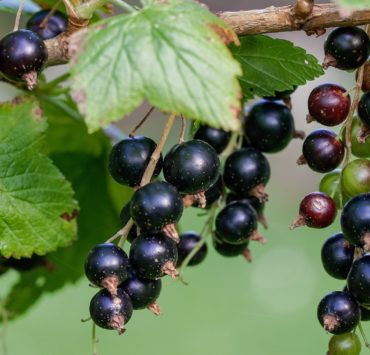 Ribes Nero: proprietà, benefici e controindicazioni