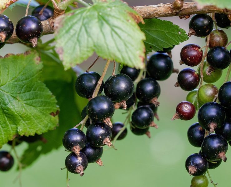Ribes Nero: proprietà, benefici e controindicazioni