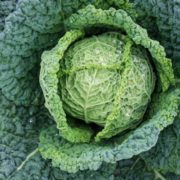 Verza: proprietà e controindicazioni