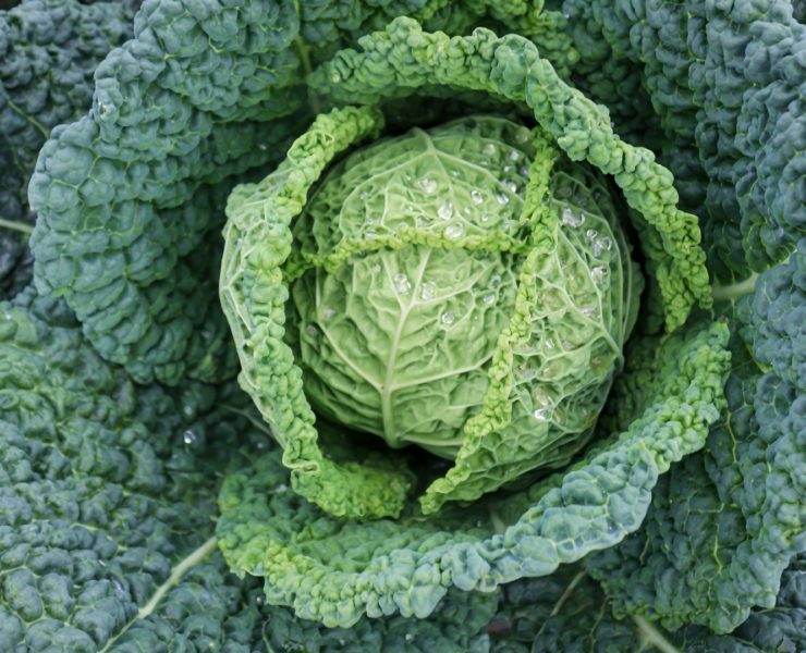 Verza: proprietà e controindicazioni