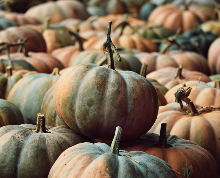 Zucca, proprietà, benefici e controindicazioni